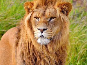 Preview wallpaper lion, face, big cat, carnivore, mane