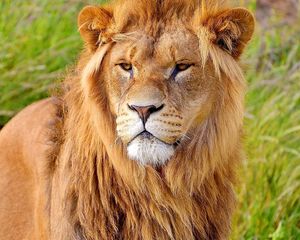 Preview wallpaper lion, face, big cat, carnivore, mane