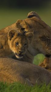 Preview wallpaper lion, face, calves, cubs