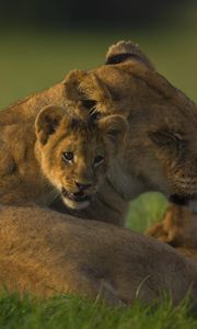 Preview wallpaper lion, face, calves, cubs