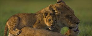 Preview wallpaper lion, face, calves, cubs