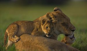 Preview wallpaper lion, face, calves, cubs