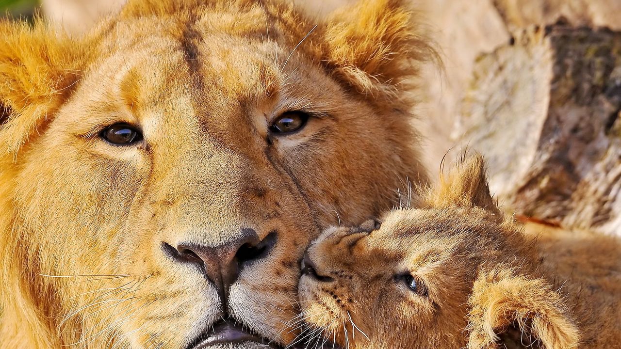 Wallpaper lion, face, cub, playful, caring