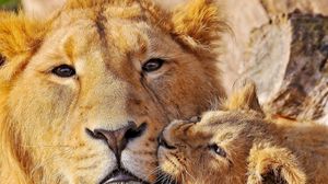 Preview wallpaper lion, face, cub, playful, caring
