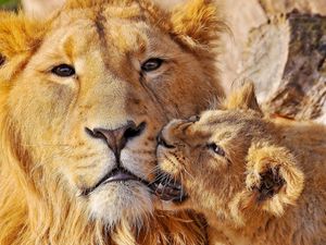 Preview wallpaper lion, face, cub, playful, caring