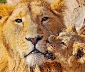 Preview wallpaper lion, face, cub, playful, caring