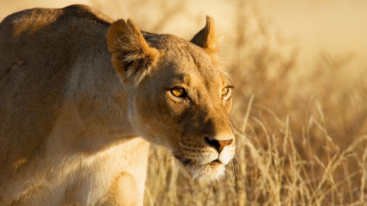 Wallpaper lion, face, danger, hunting