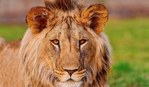 Preview wallpaper lion, face, eye, predator