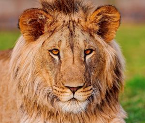 Preview wallpaper lion, face, eye, predator