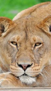 Preview wallpaper lion, face, eyes, big cat