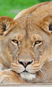 Preview wallpaper lion, face, eyes, big cat