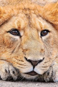 Preview wallpaper lion, face, eyes