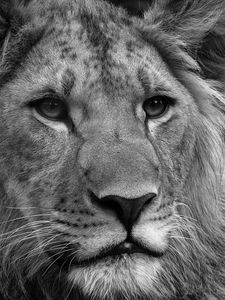 Preview wallpaper lion, face, fluffy, mane, black white