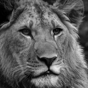 Preview wallpaper lion, face, fluffy, mane, black white