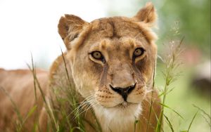 Preview wallpaper lion, face, grass