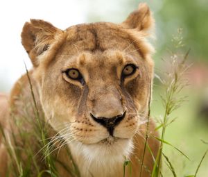 Preview wallpaper lion, face, grass