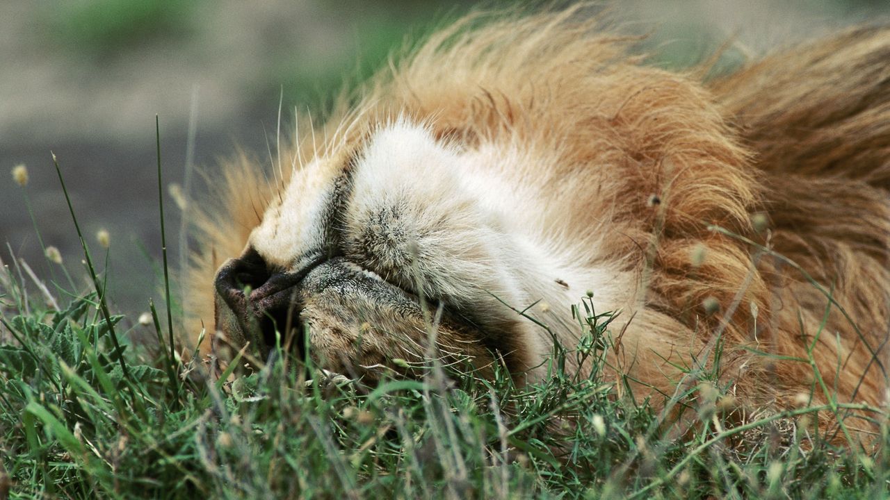 Wallpaper lion, face, grass, lie