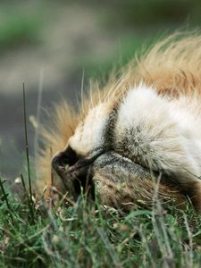 Preview wallpaper lion, face, grass, lie
