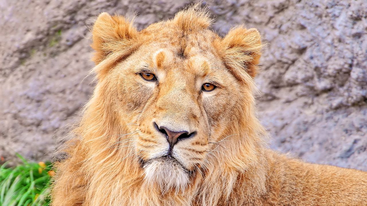 Wallpaper lion, face, hair, predator