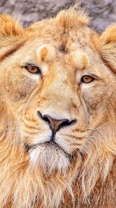 Preview wallpaper lion, face, hair, predator