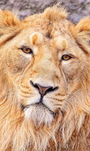Preview wallpaper lion, face, hair, predator