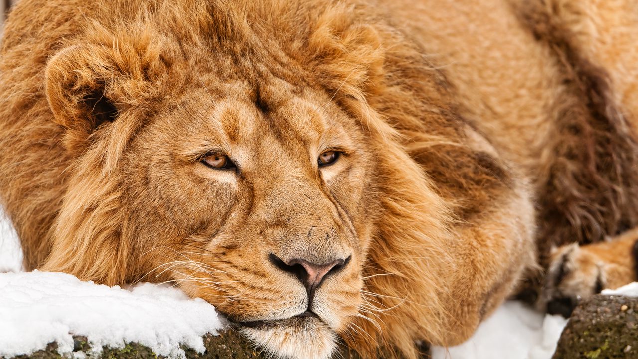 Wallpaper lion, face, lie, predator