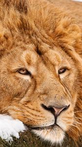 Preview wallpaper lion, face, lie, predator