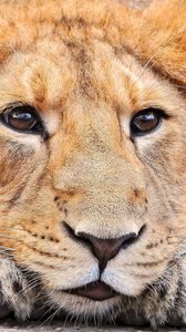 Preview wallpaper lion, face, look, nose, waiting