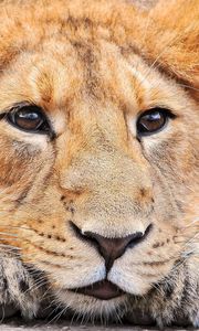 Preview wallpaper lion, face, look, nose, waiting