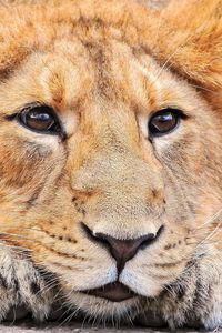 Preview wallpaper lion, face, look, nose, waiting