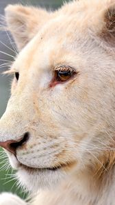 Preview wallpaper lion, face, look, watch, observe, predator