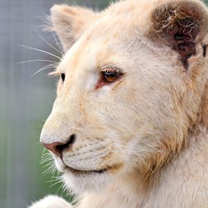 Preview wallpaper lion, face, look, watch, observe, predator
