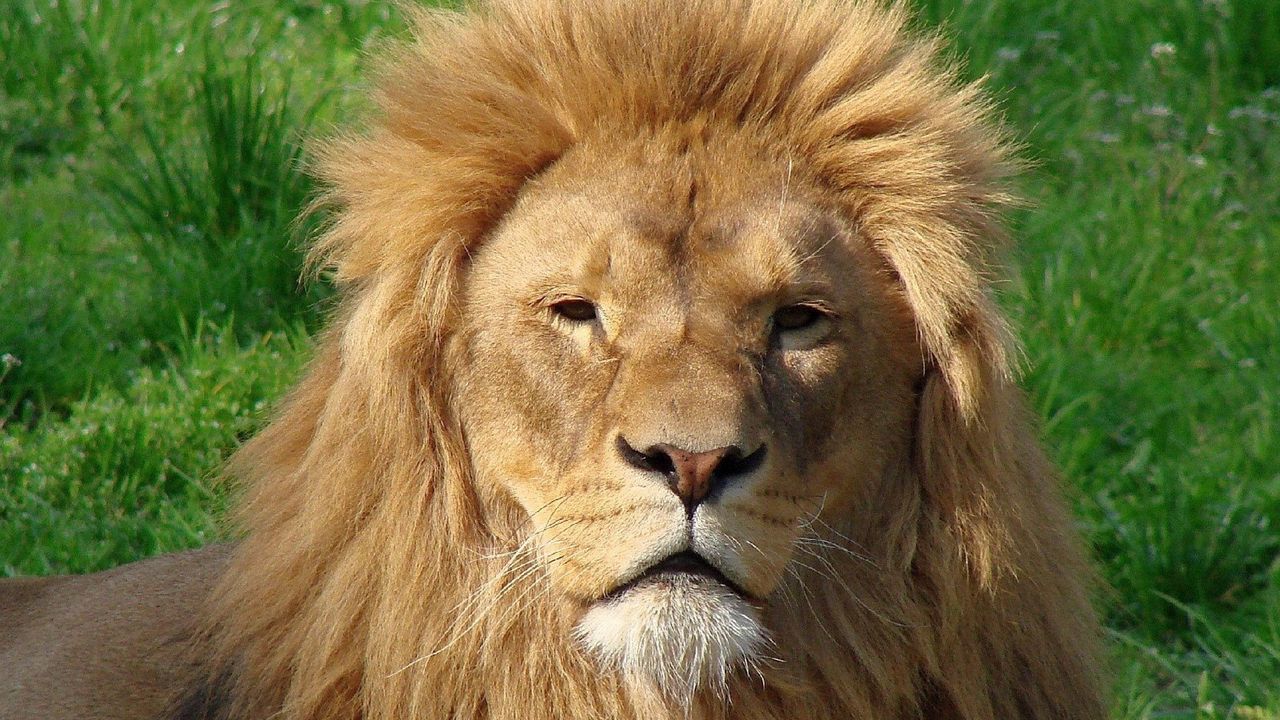 Wallpaper lion, face, mane, fur, big cat, predator