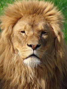 Preview wallpaper lion, face, mane, fur, big cat, predator