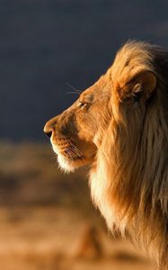 Preview wallpaper lion, face, mane, coat, profile