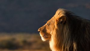 Preview wallpaper lion, face, mane, coat, profile