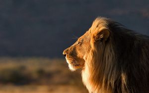 Preview wallpaper lion, face, mane, coat, profile