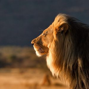 Preview wallpaper lion, face, mane, coat, profile