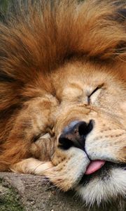 Preview wallpaper lion, face, mane, fur, eyes