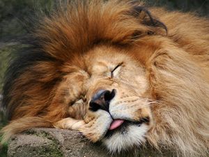 Preview wallpaper lion, face, mane, fur, eyes