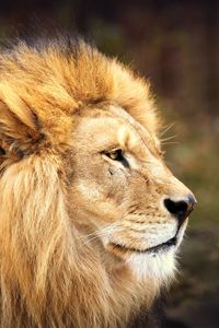 Preview wallpaper lion, face, mane, big cat, predator