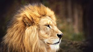 Preview wallpaper lion, face, mane, big cat, predator