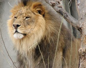 Preview wallpaper lion, face, mane, tree