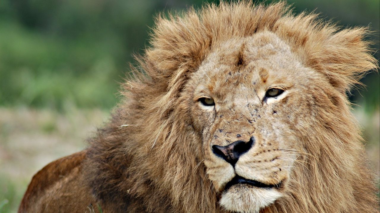 Wallpaper lion, face, mane, eyes, king of beasts
