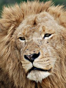 Lion old mobile, cell phone, smartphone wallpapers hd, desktop backgrounds  240x320, images and pictures