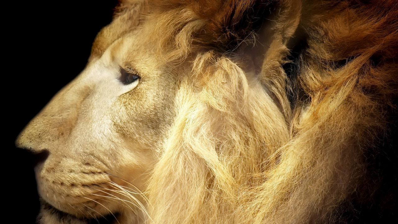 Wallpaper lion, face, mane, big cat, predator