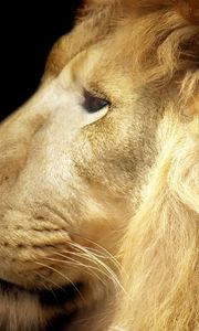 Preview wallpaper lion, face, mane, big cat, predator