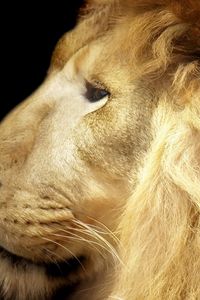 Preview wallpaper lion, face, mane, big cat, predator