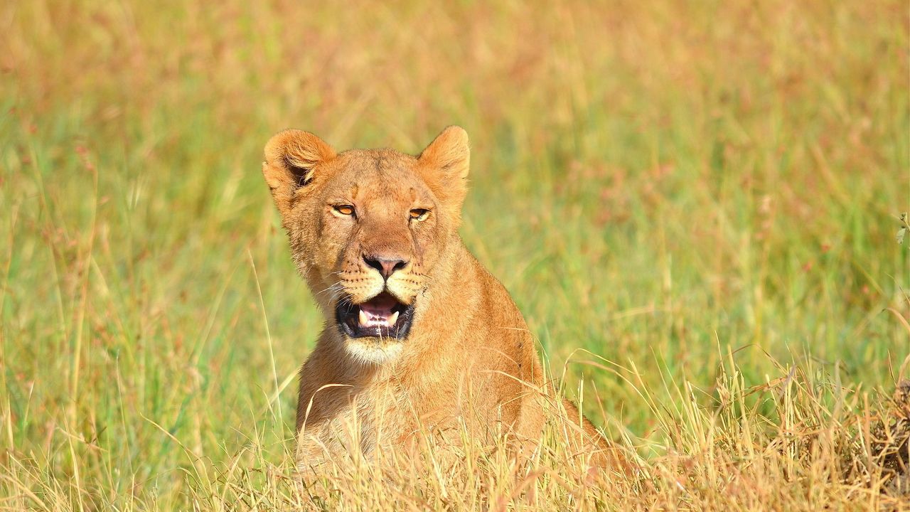 Wallpaper lion, face, mouth open, grass, predator