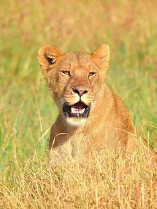 Preview wallpaper lion, face, mouth open, grass, predator